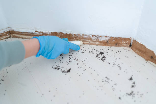 Best Cockroach Control Services  in Apalachicola, FL